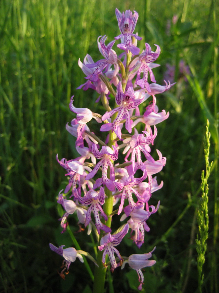 Image of Orchis militaris specimen.