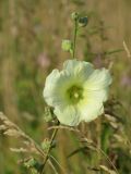 Alcea frolowiana