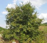 Image of taxon representative. Author is Татьяна Винокурова