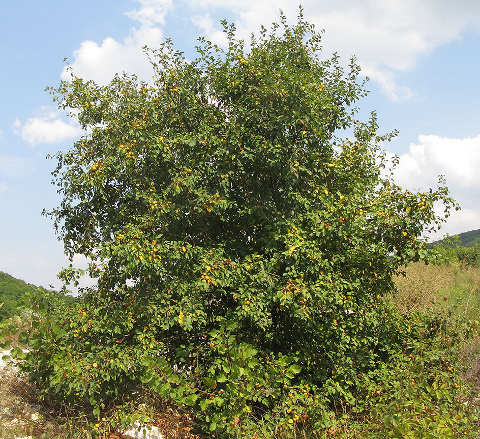 Image of Malus orientalis specimen.