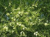 Styphnolobium japonicum