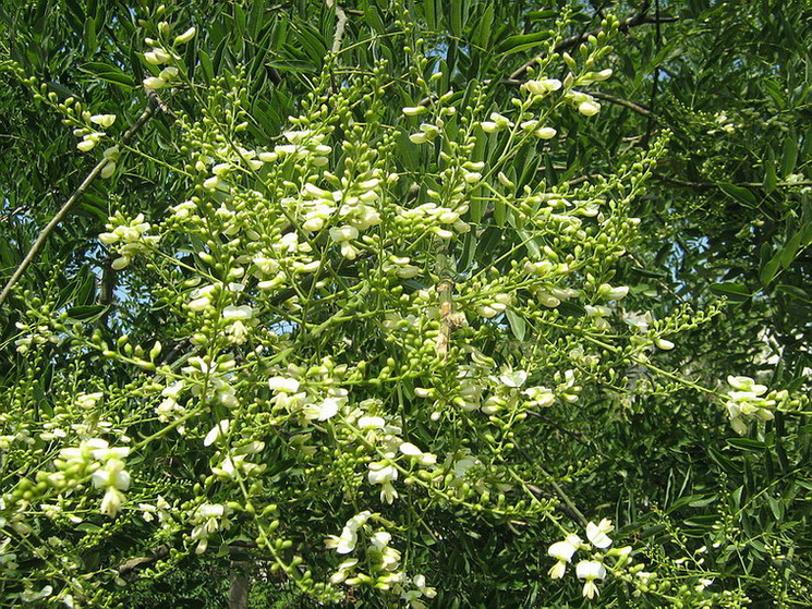 Image of Styphnolobium japonicum specimen.