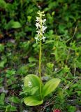 Platanthera bifolia. Цветущее растение. Соловецкие острова, остров Большой Соловецкий. 07.07.2014.