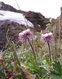 Erigeron eriocephalus