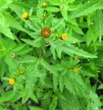 Bidens tripartita