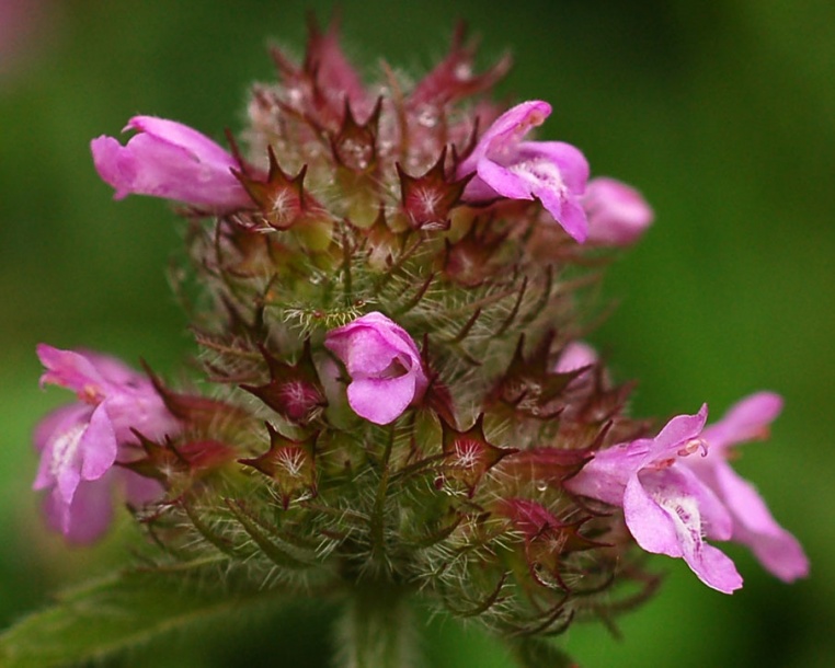 Изображение особи Clinopodium chinense.