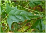 Atriplex sagittata. Лист. Чувашия, окр. г. Шумерля, правый берег р. Сура, Сурский затон. 9 сентября 2009 г.