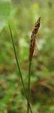 Carex dioica. Мужское соцветие. Архангельская обл., юг Пинежского р-на, пушицево-травяное мезоэвтрофное болото с сосной в приозерной котловине. Начало августа.