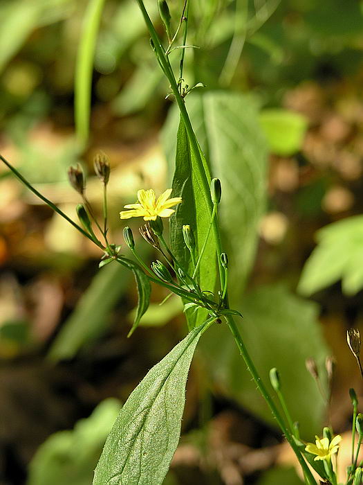 Image of Lapsana communis specimen.