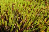 Polytrichum strictum