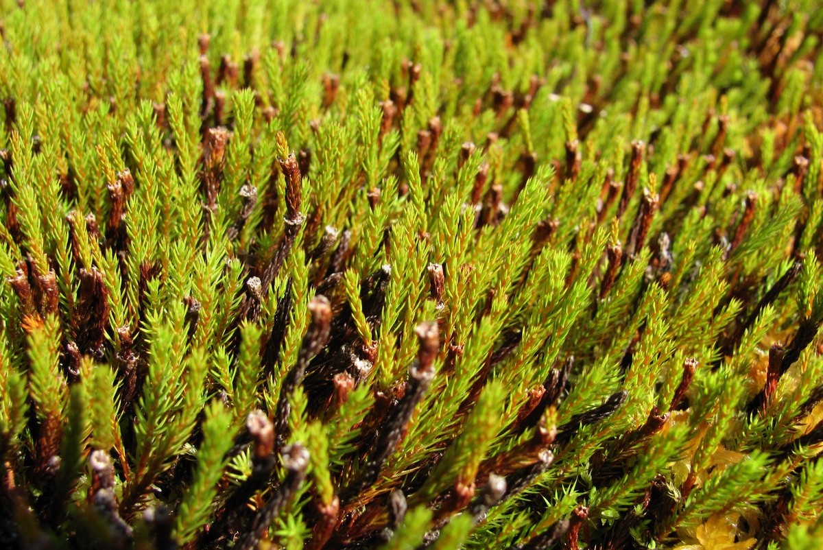 Image of Polytrichum strictum specimen.