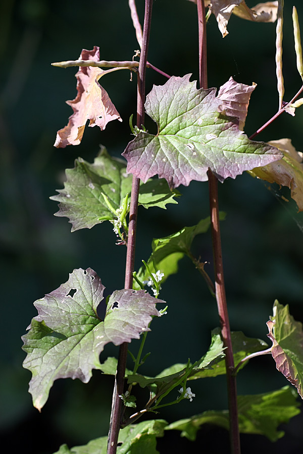 Image of Alliaria petiolata specimen.