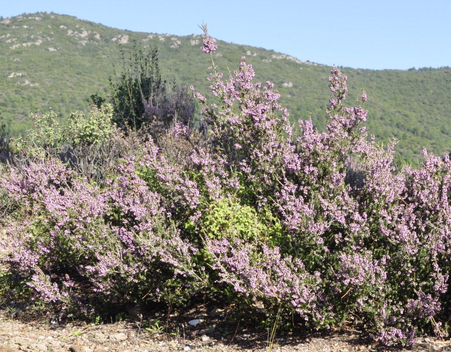 Image of Erica manipuliflora specimen.