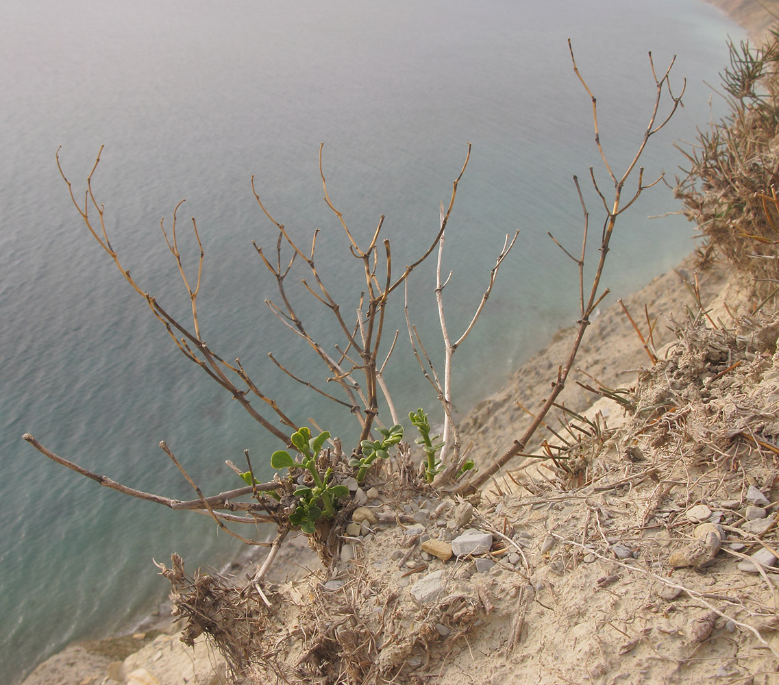 Image of Zygophyllum fabago specimen.