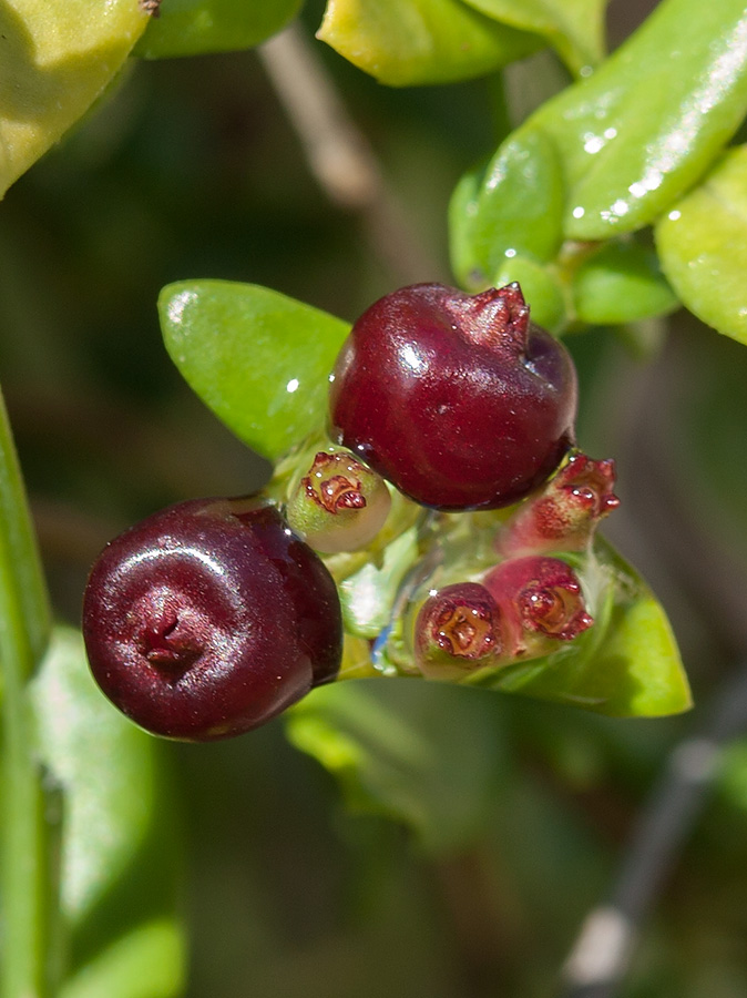 Image of Putoria calabrica specimen.