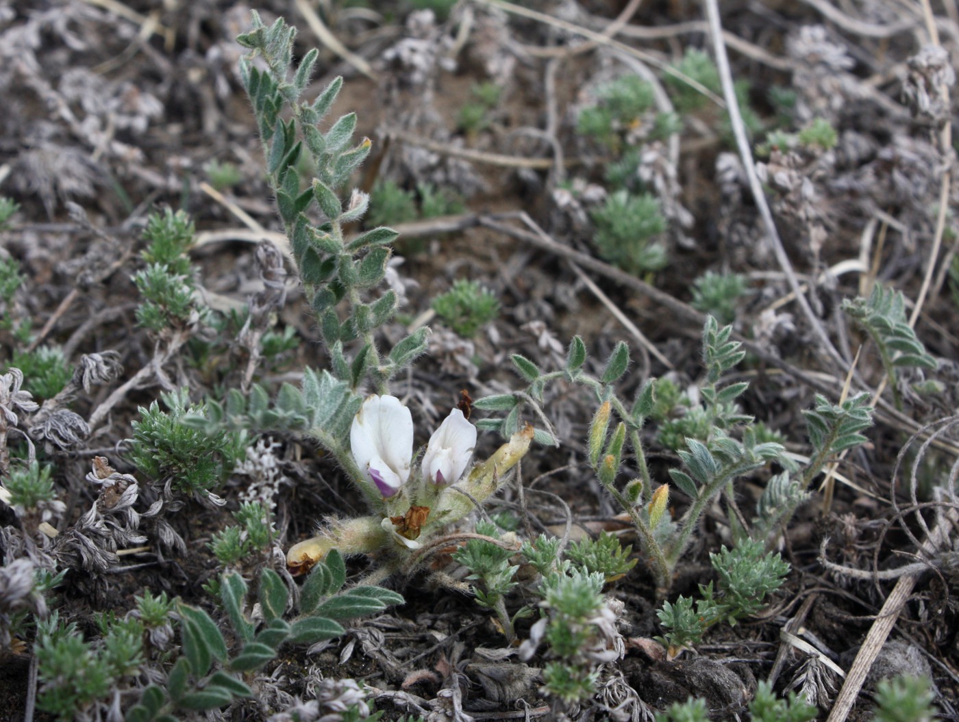 Image of Astragalus testiculatus specimen.