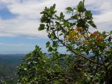 Ficus carica