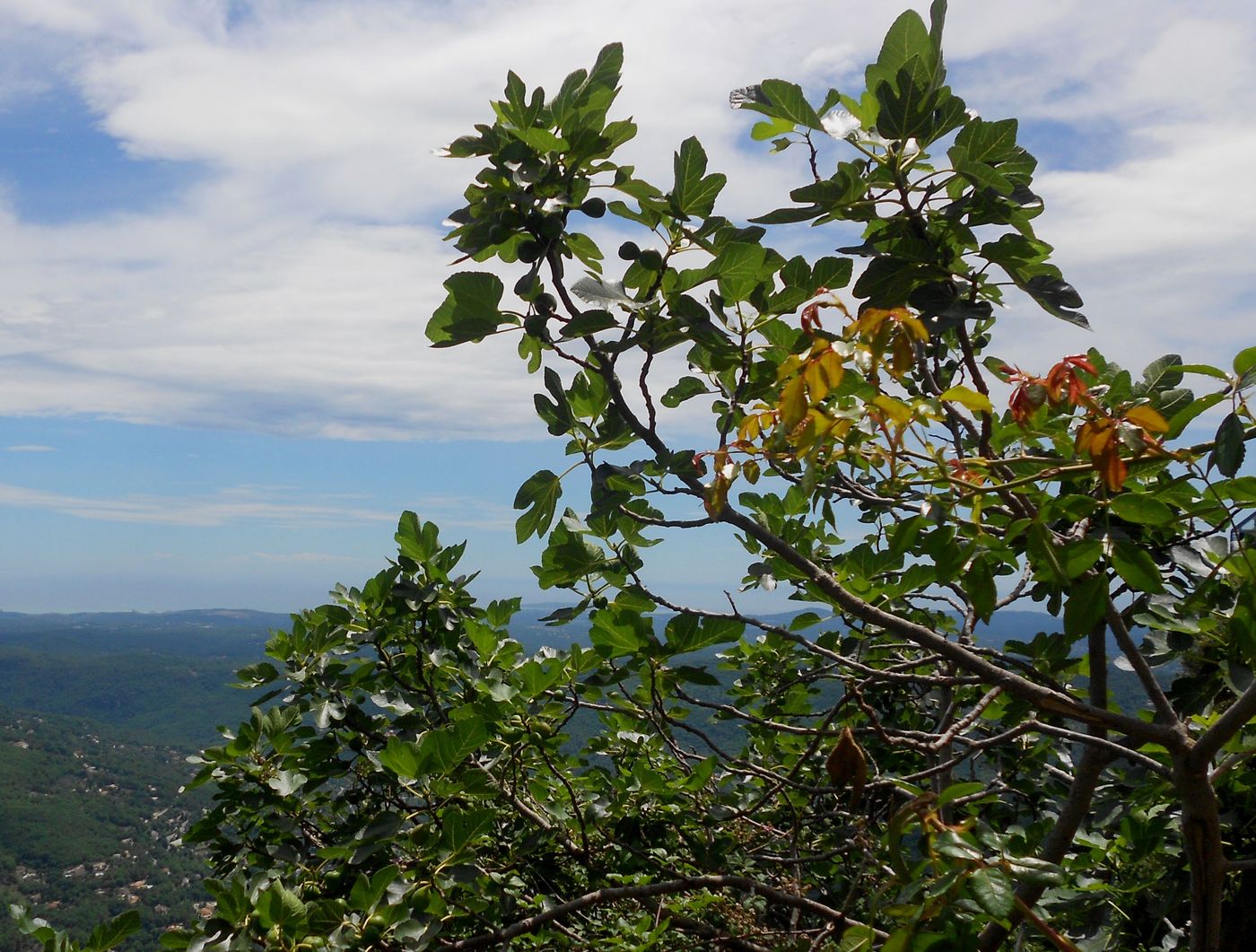 Image of Ficus carica specimen.