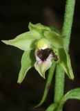 Epipactis muelleri