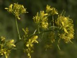 Sisymbrium strictissimum