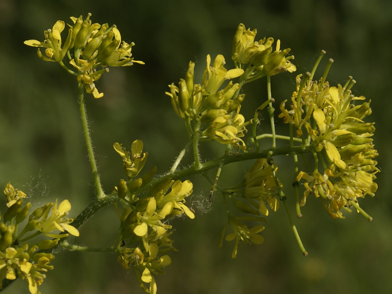 Image of Sisymbrium strictissimum specimen.