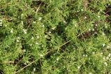 Galium humifusum