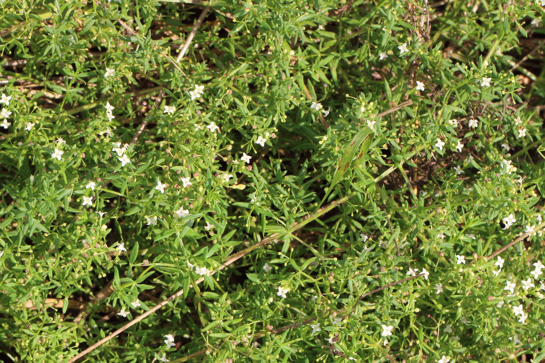 Изображение особи Galium humifusum.