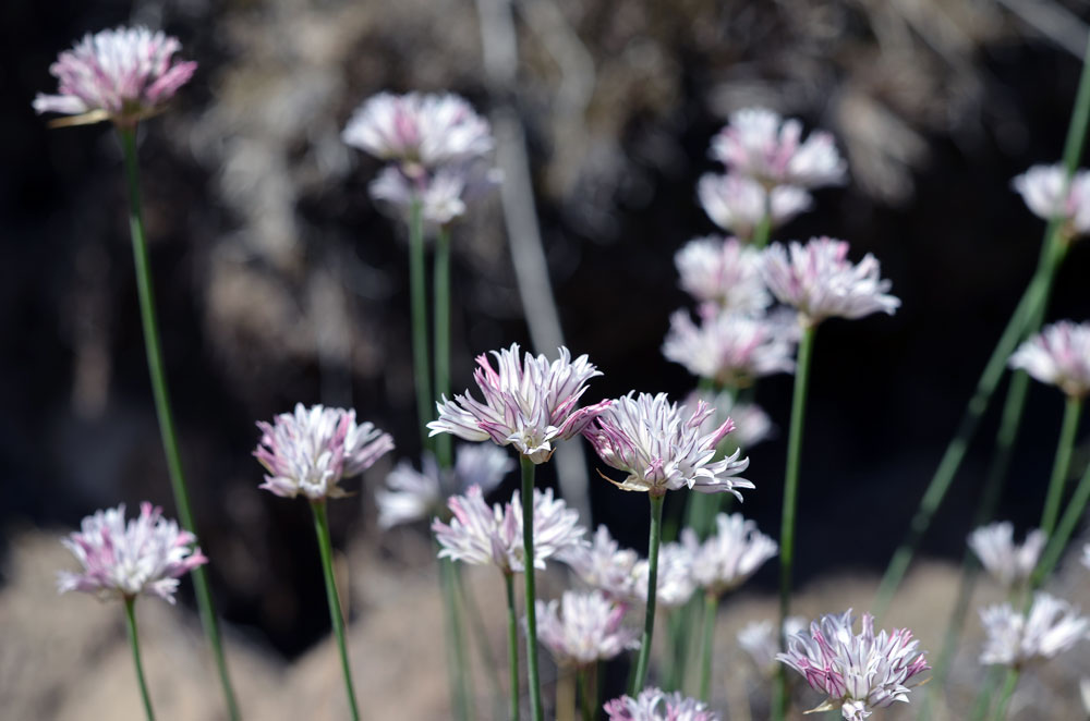 Image of Allium korolkowii specimen.