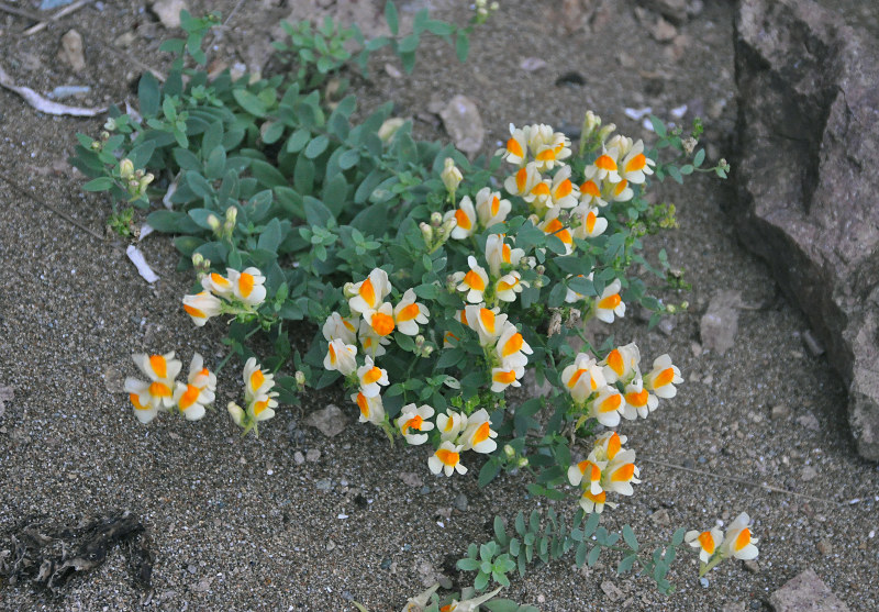 Image of Linaria japonica specimen.