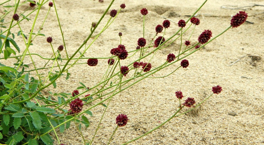 Изображение особи Sanguisorba officinalis.