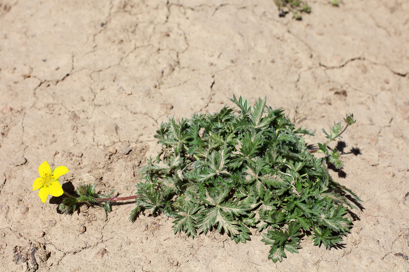 Image of genus Potentilla specimen.