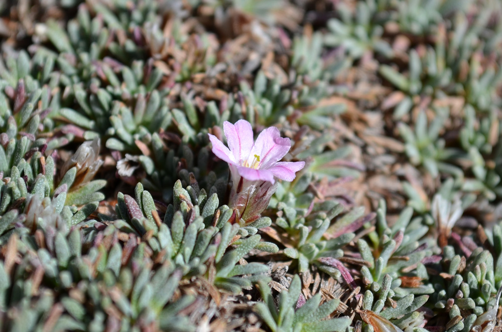 Image of Acantholimon hedinii specimen.