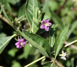 Lycium barbarum