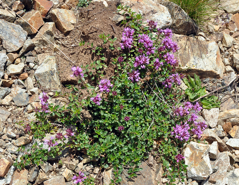 Изображение особи Thymus collinus.