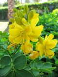 Senna bicapsularis