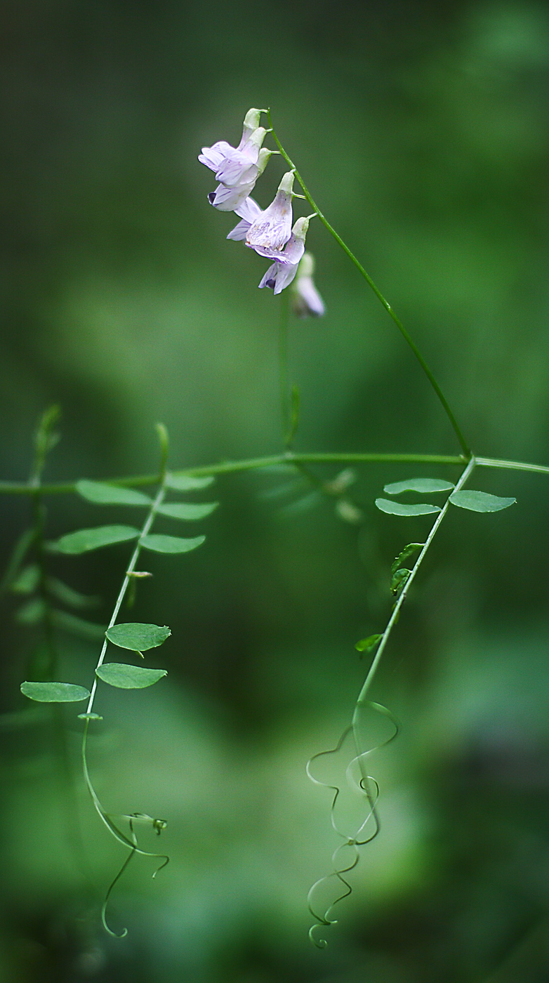 Image of Vicia sylvatica specimen.