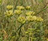 Pastinaca sylvestris