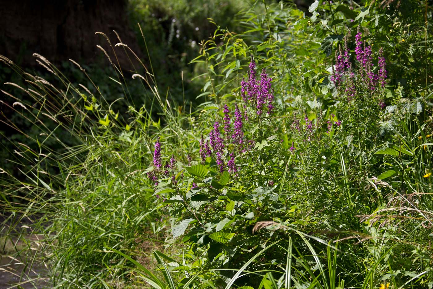 Изображение особи Lythrum salicaria.