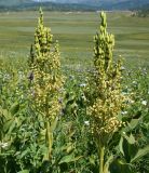 Veratrum lobelianum