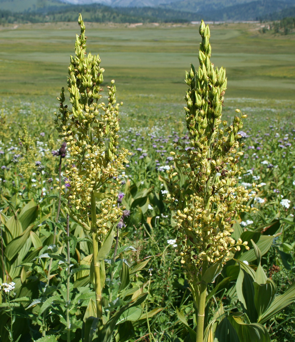 Изображение особи Veratrum lobelianum.