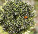 Schulzia crinita