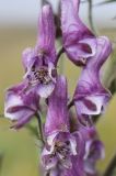 Aconitum leucostomum. Цветки. Алтай, Семинский перевал. 25.08.2009.