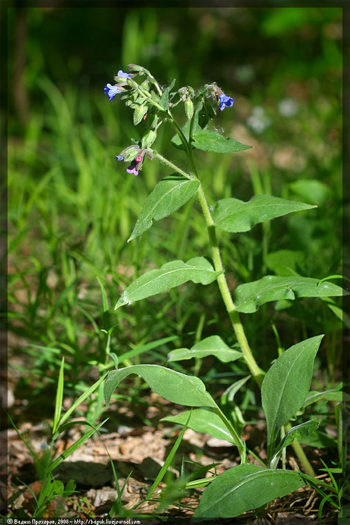 Изображение особи Pulmonaria mollis.