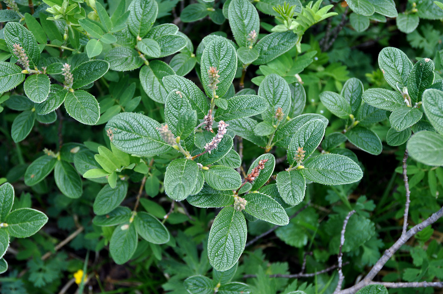 Изображение особи Salix vestita.