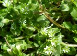 Stellaria media