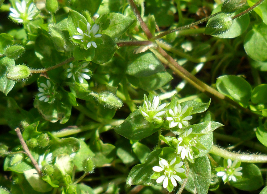 Image of Stellaria media specimen.