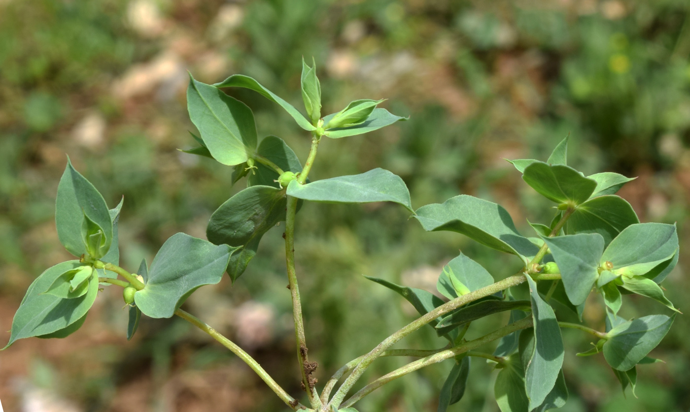 Изображение особи Euphorbia falcata.