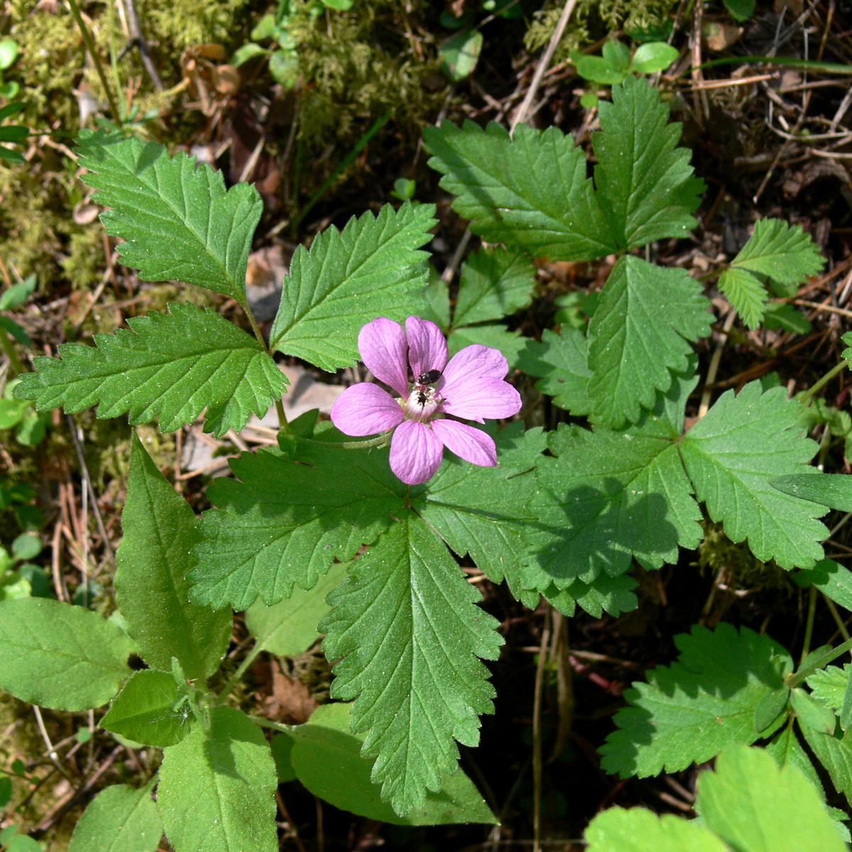 Image of Rubus arcticus specimen.