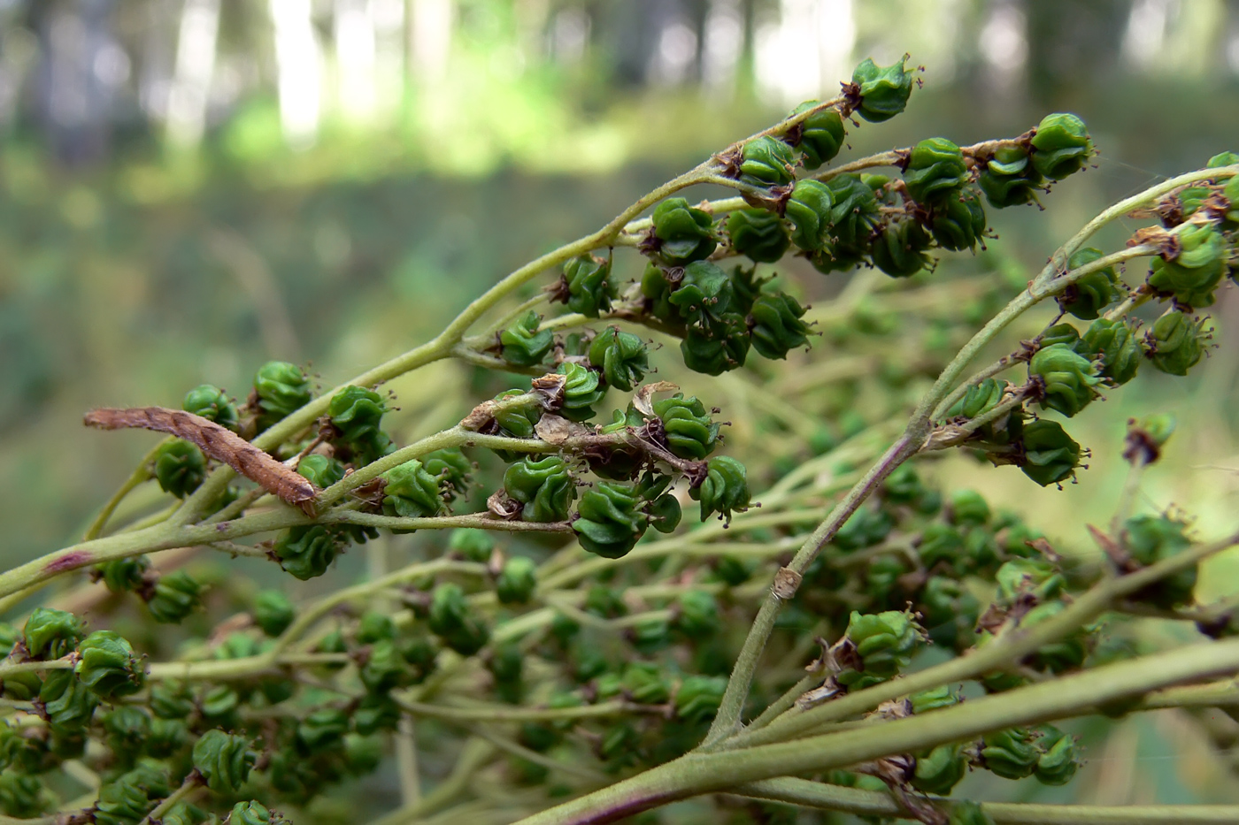 Image of Filipendula stepposa specimen.