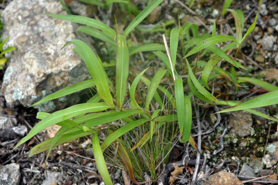 Изображение особи Spodiopogon sibiricus.